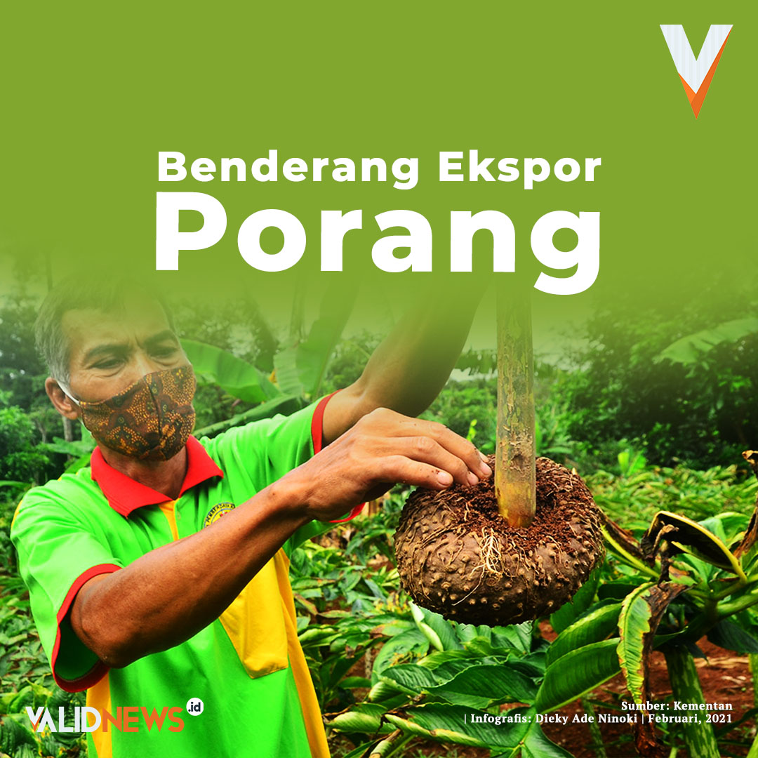 Benderang Ekspor Porang